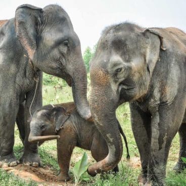WFFT Apple Pin & KaewPhet Elephants WFFT Apple Pin & KaewPhet Elephants
