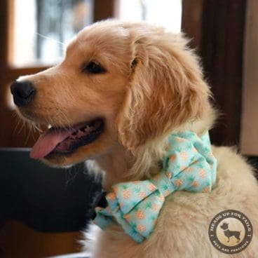 Pinapple bowtie Pinapple bowtie