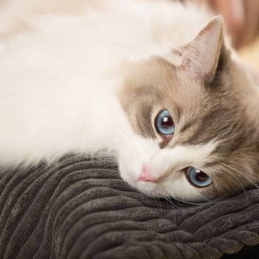 PAH 4 Pets At Home
