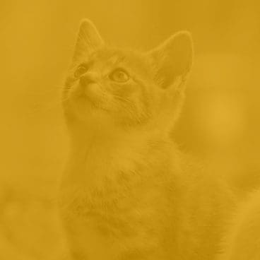 cat-overlay Truline cat