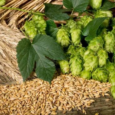 Barley and Hops Barley and Hops
