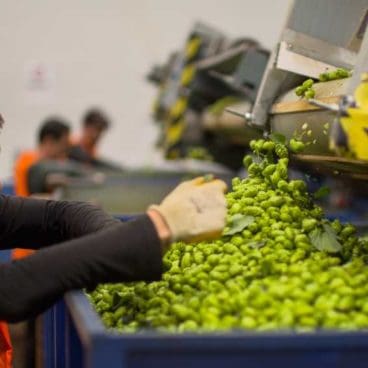 Hops Hops