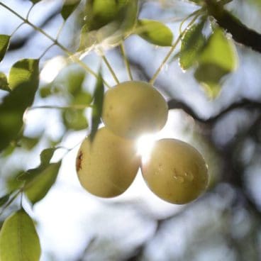 Marula Fruit