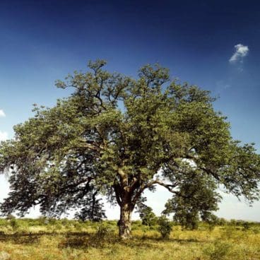 Marula Tree
